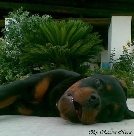 Arko - Roccia Nera